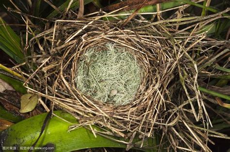 家裡有鳥窩|【家有鳥巢】家有鳥巢，居家風水亨通！揭開野鳥築巢。